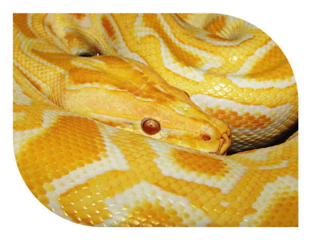 Burmese python 3 from Tambako the Jaguar (Flickr)