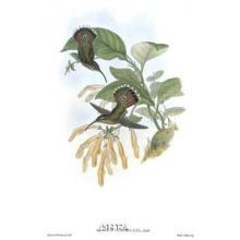 Glaucis Lanceolata/Hummingbirds Poster Print