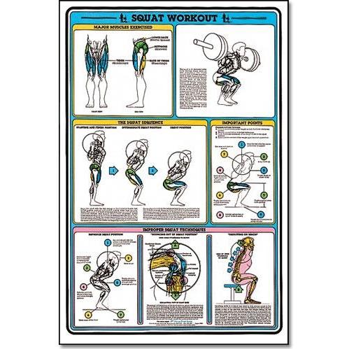 ALGRA Fitnus Chart -Squat Workout 23 Inchx35 Inch (EA)