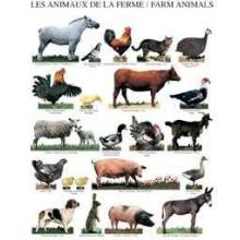 Farm Animals Poster Print