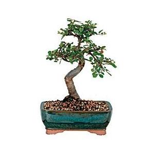 Chinese Elm Bonsai