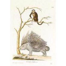 Porcupine & Monkey Poster Print