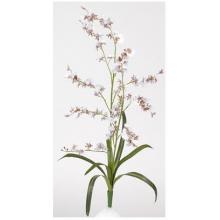 Dancing Lady Stems