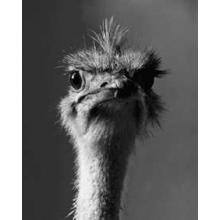 Ostrich Poster Print