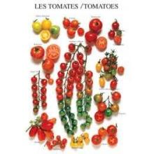 Tomatoes Poster Print