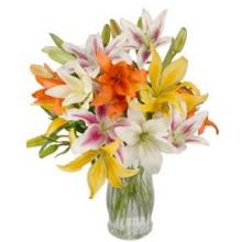 Mixed Lilies