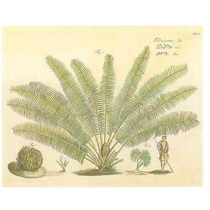 Exotic Plants & Palms Poster Print
