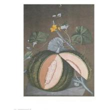 White Seeded Rock Melon Poster Print