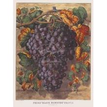 Prize Black Hamburg Grapes Poster Print