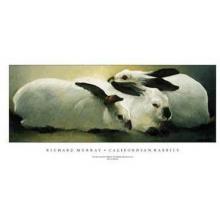 Californian Rabbits Poster Print