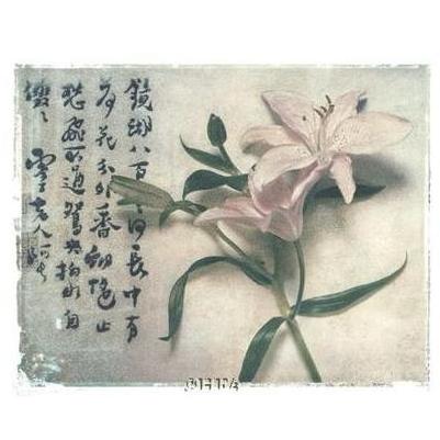 Oriental Lily Poster Print