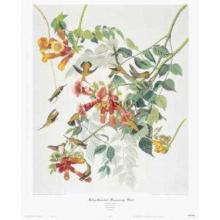 Ruby-Throated Hummingbird Poster Print