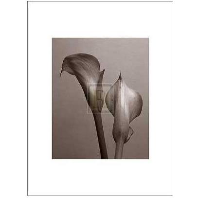 Lily I Poster Print