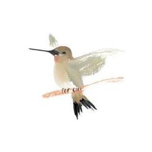 Hummingbird Poster Print