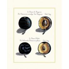 Damas De Maugerou Poster Print