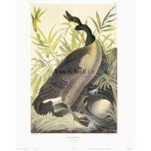 Canada Goose Poster Print