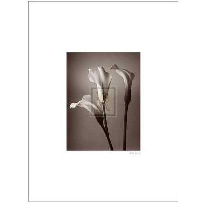  Size:400x300 - 21k: Calla Lily Tattoos