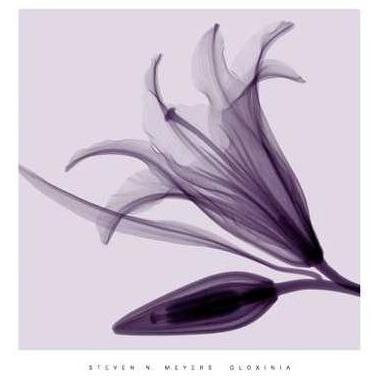 Lily Bud Poster Print