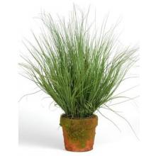 Potted Rainbow Grass