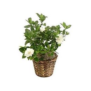 Gardenia