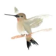 Hummingbird Poster Print