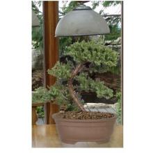 Green Mound Juniper - Medium