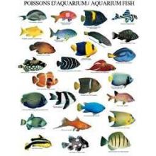 Aquarium Fish Poster Print