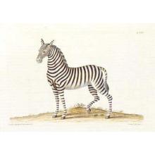 Zebra Poster Print