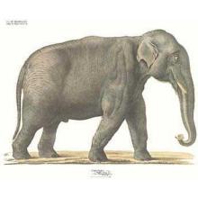 Elephant Poster Print