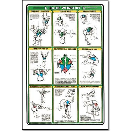 ALGRA Fitnus Chart -Back Workout 23 Inchx35 Inch (EA)