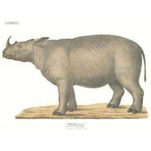 Rhinoceros Poster Print
