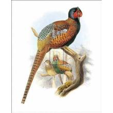 Pheasant Poster Print