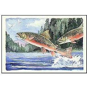Brook Trout Poster Print
