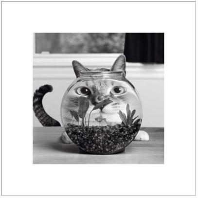 Cat Fish Poster Print