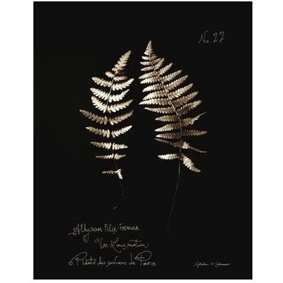 Fern Plate No. 22 Poster Print