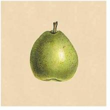 Apple & Pear Studies Poster Print