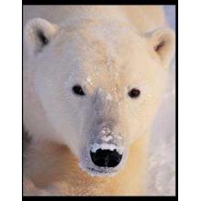 Polar Bear Poster Print