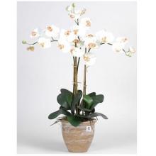 Triple Stem Phalaenopsis