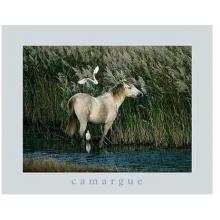 Horse, Herons Reeds Poster Print