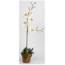 Phalaenopsis W/Moss Pot