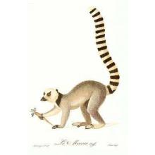 Monkeys - Le Mococo Poster Print