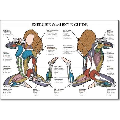 ALGRA Exercise & Muscle Guide-Female 24 Inchx36 Inch (EA)