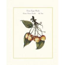 Grosse Guigne Blanche Poster Print