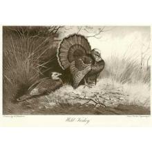 Wild Turkey Poster Print