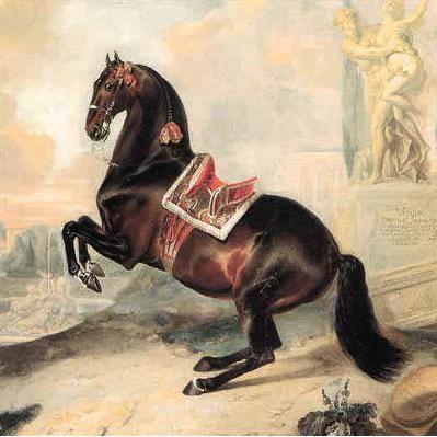 Bay Horse Valido Performing A Levade Poster Print