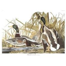 Mallard Duck Poster Print