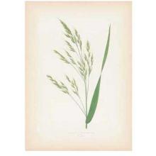 Grasses Poster Print