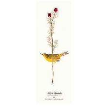 Selby S Flycatcher Poster Print
