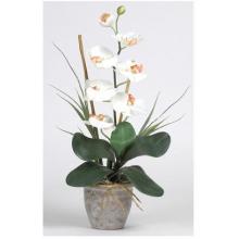 Single Stem Phalaenopsis