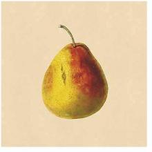Apple & Pear Studies Poster Print